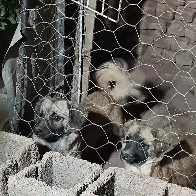 سگ اشپیتز پامر|سگ|کرمان, |دیوار