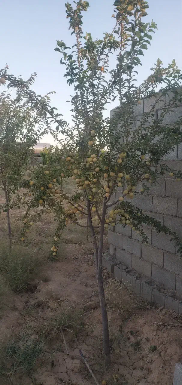 باغ درودیوار|فروش زمین و ملک کلنگی|مشهد, درزآب|دیوار