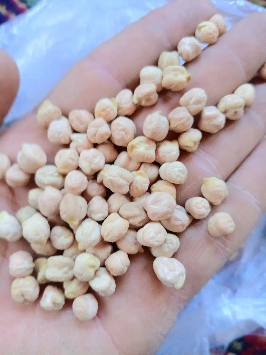 نخود سفید هشترود لب لبی هستش|عمده‌فروشی|نظر کهریزی, |دیوار