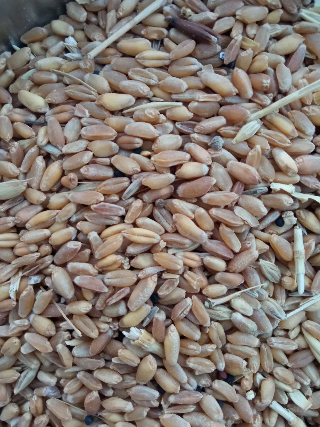 گندم|خوردنی و آشامیدنی|ایذه, |دیوار