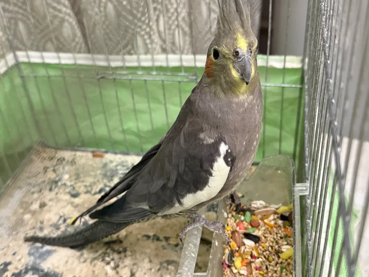 عروس هلندی|پرنده|تنکمان, |دیوار