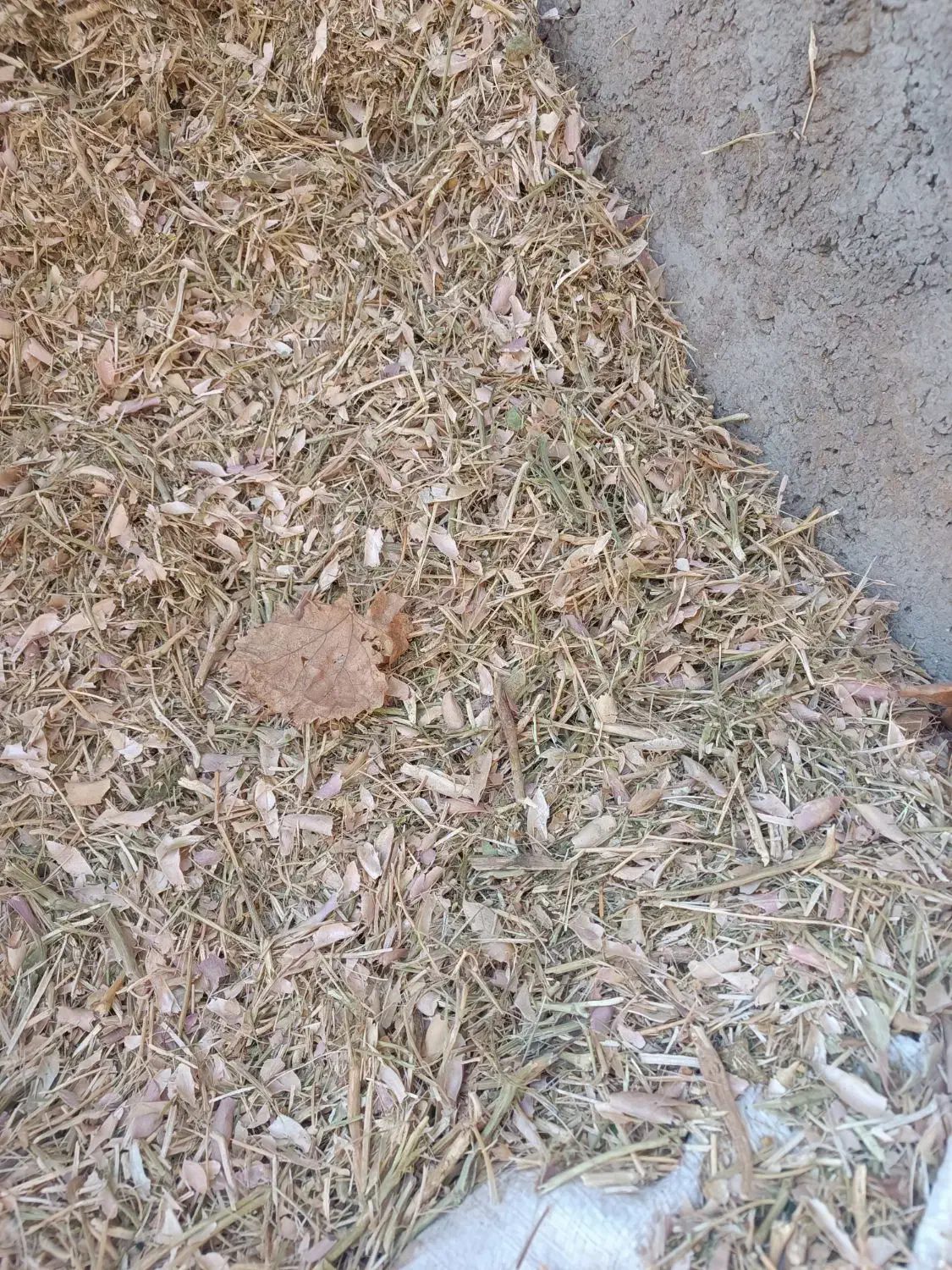 کاه لوبیا و سفید|لوازم جانبی حیوانات|زنده رود, |دیوار