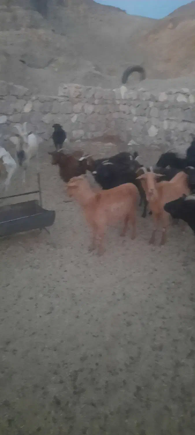 فروش فوری بز بومی.|حیوانات مزرعه|اردکان, |دیوار