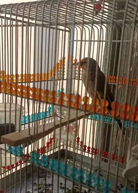 سه عدد سهره|پرنده|شیراز, سیاه سنگ|دیوار