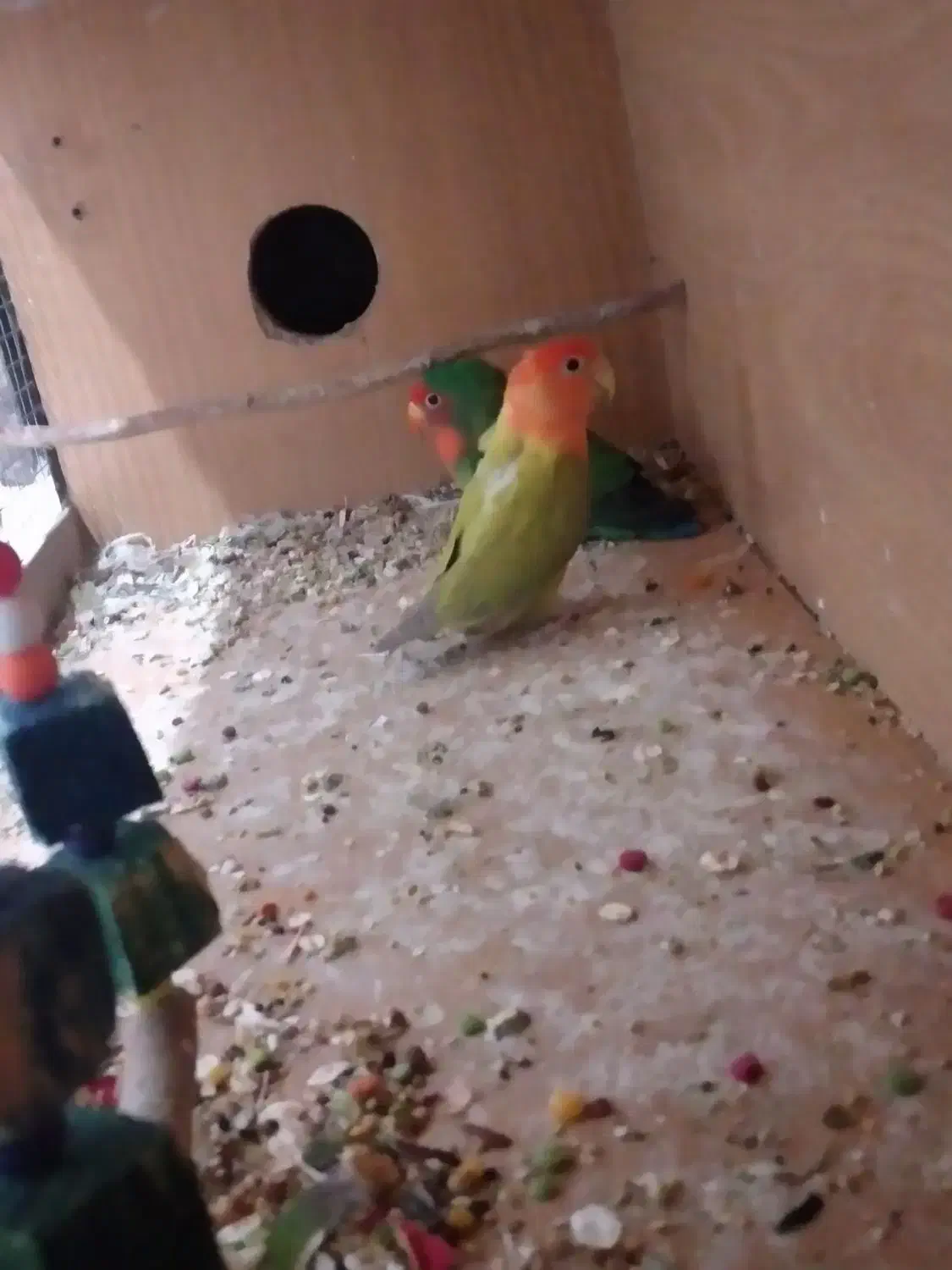 کوتوله|پرنده|زاهدان, |دیوار