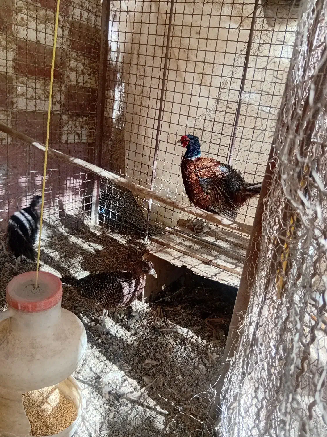 دوجفت مرغ وخروس امریکایی|پرنده|مشهد, ویلاشهر|دیوار