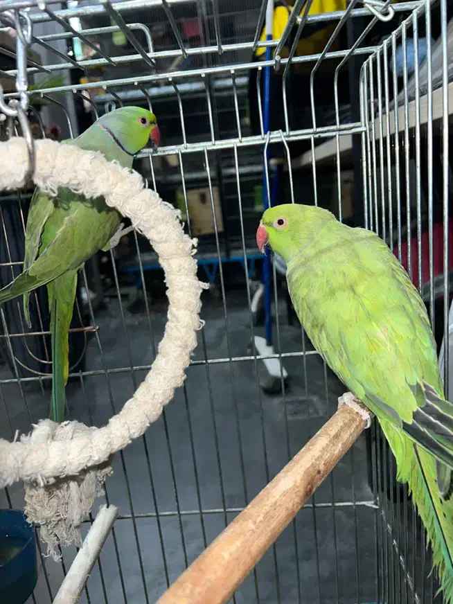 ملنگو نرو ماده قیمت عالی کارداده به شرط|پرنده|رودهن, |دیوار