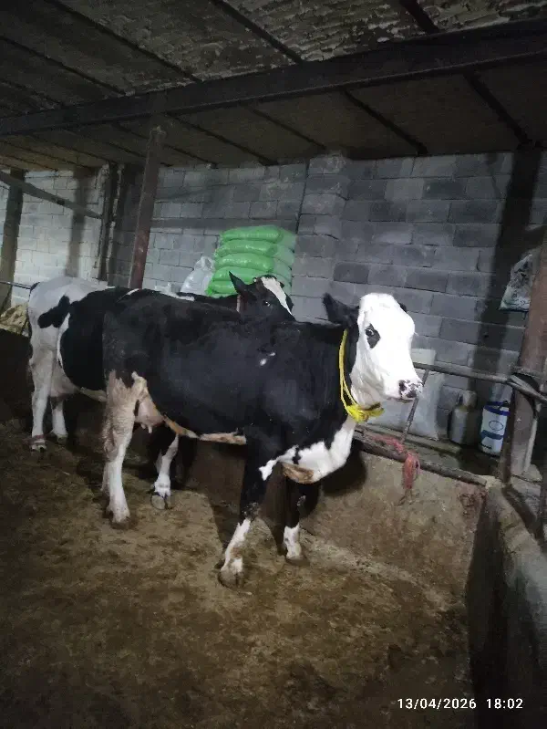 گاو|حیوانات مزرعه|صالح آباد, |دیوار