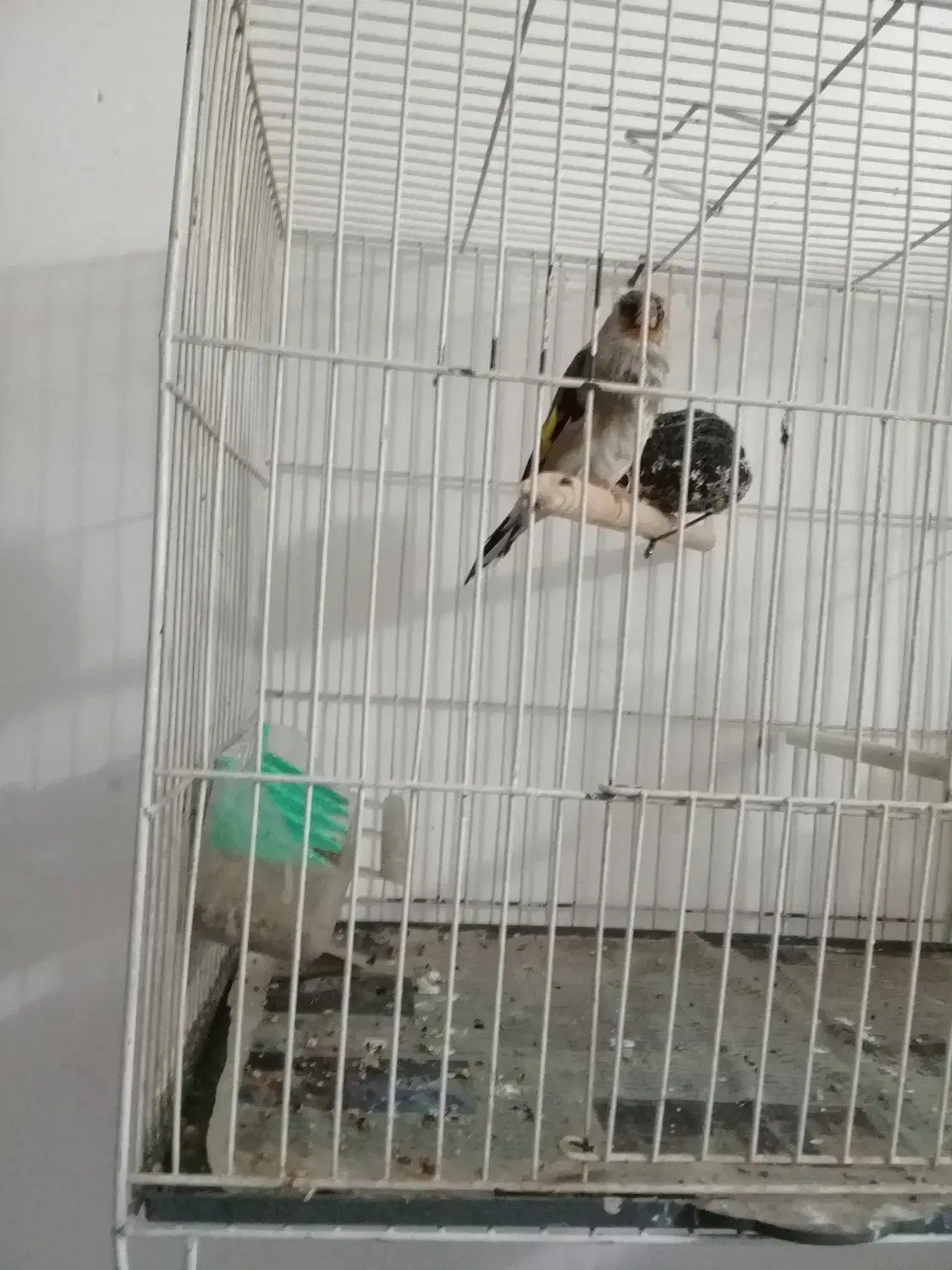 سهر خاکی|پرنده|مشهد, قائم|دیوار