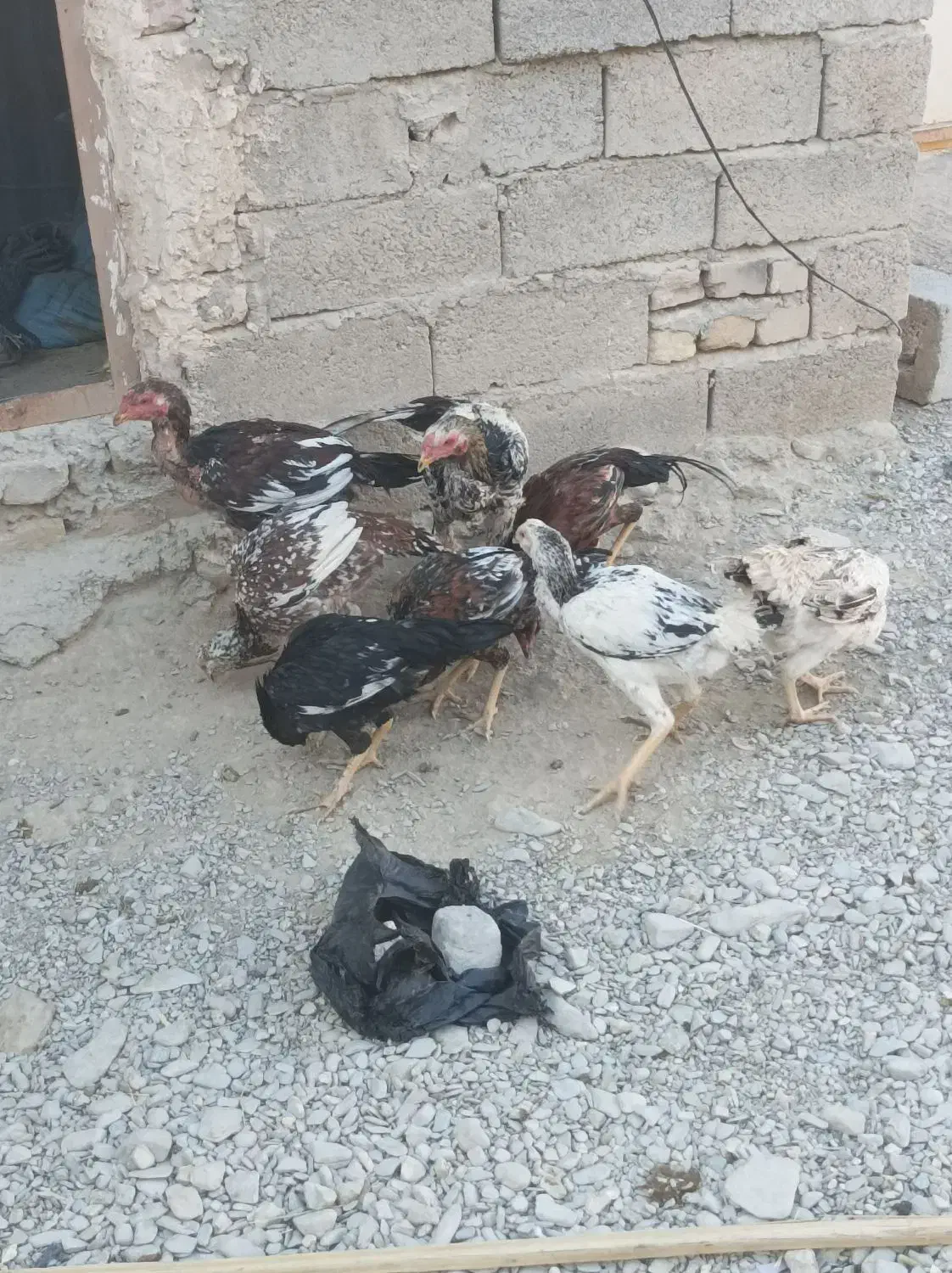 فروشی 9تا گوچ نسل دار|حیوانات مزرعه|سراوان, |دیوار