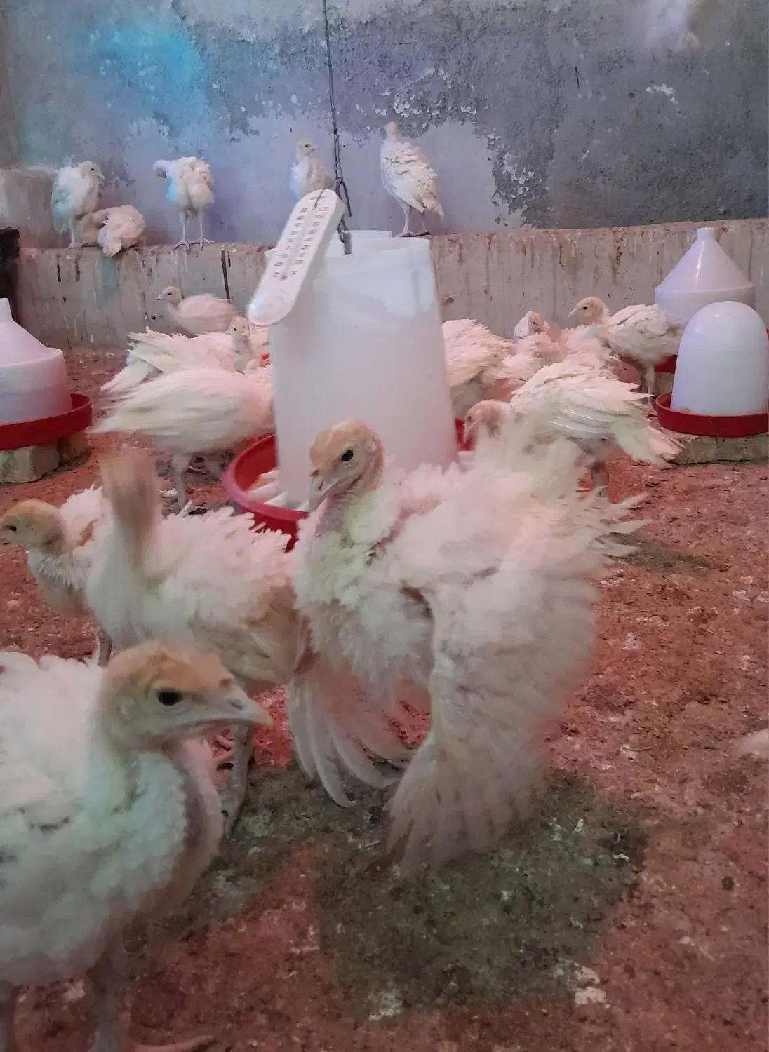 بوقلمون بیوتی ۶|حیوانات مزرعه|قم, قم نو|دیوار