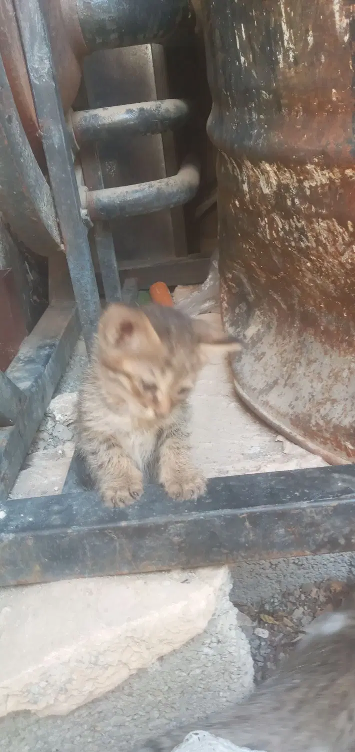 بچه گربه|گربه|چهارباغ, |دیوار
