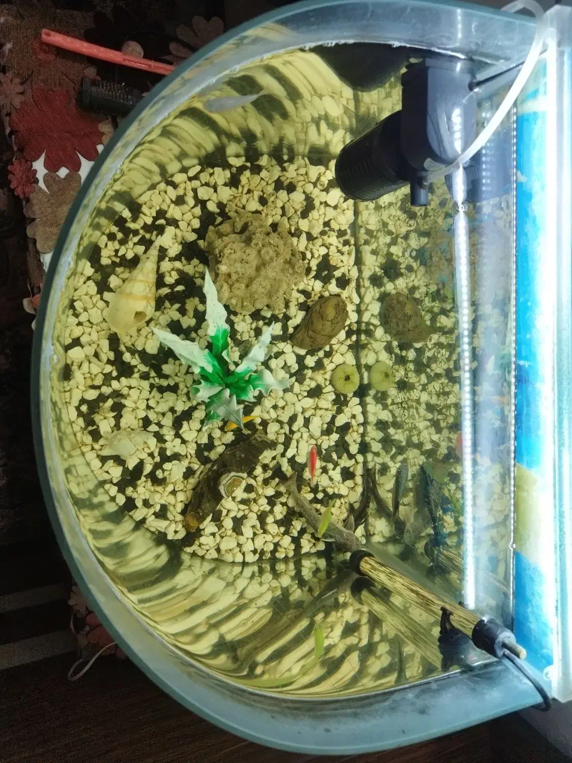 آکواریوم|ماهی|مشهد, نوید|دیوار