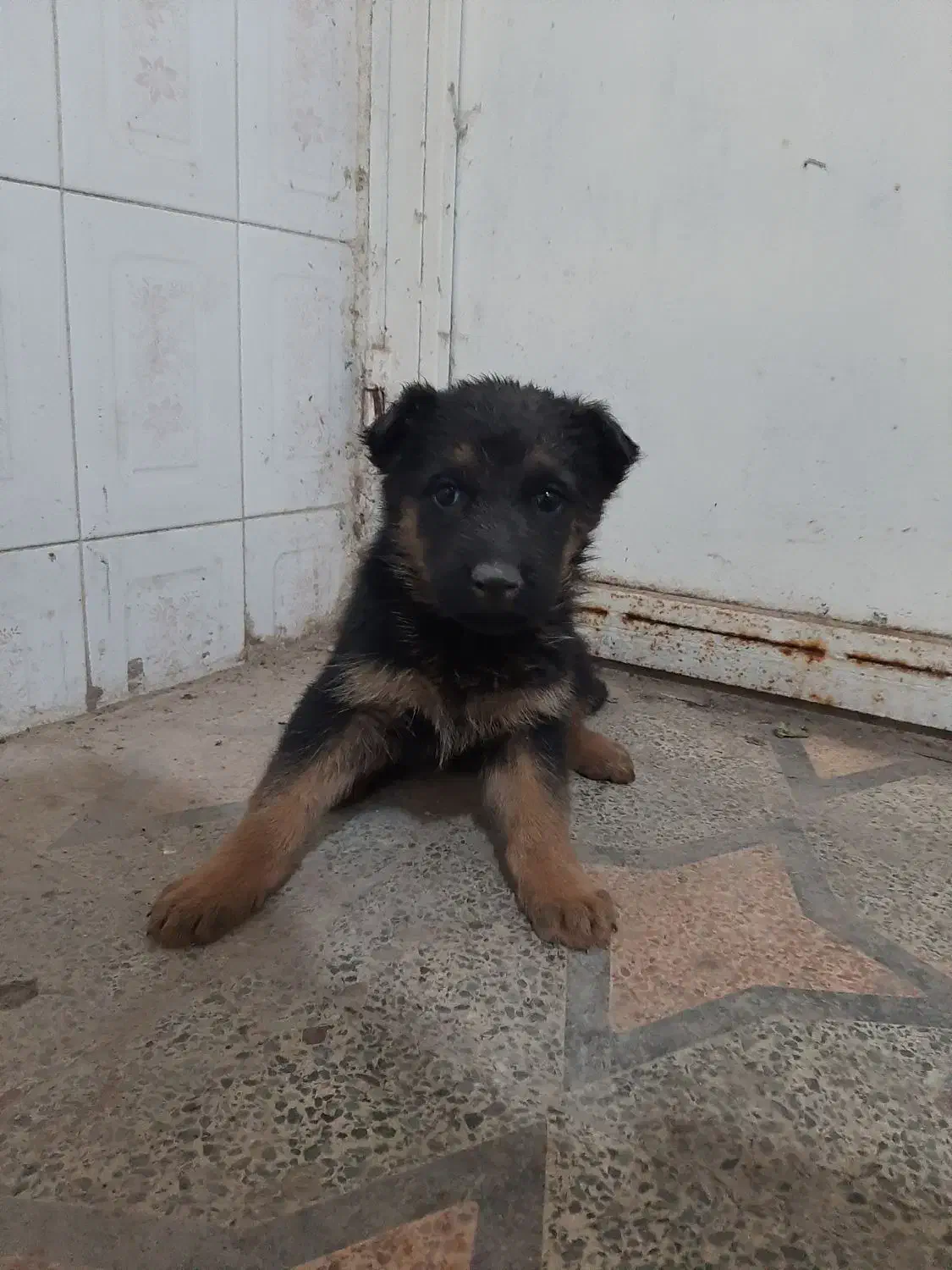 توله  ژرمن اصیل با شیب عالی|سگ|کوهسار (البرز), |دیوار