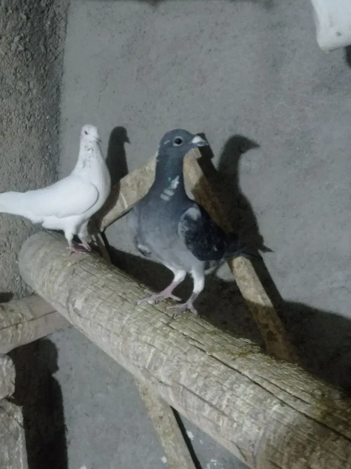 پلاکی ظالم|پرنده|نجفآباد, جعفرآباد|دیوار