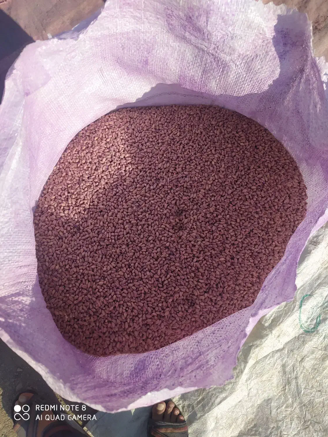 بذر گندم اوبا|گل و گیاه طبیعی|کلاله, |دیوار