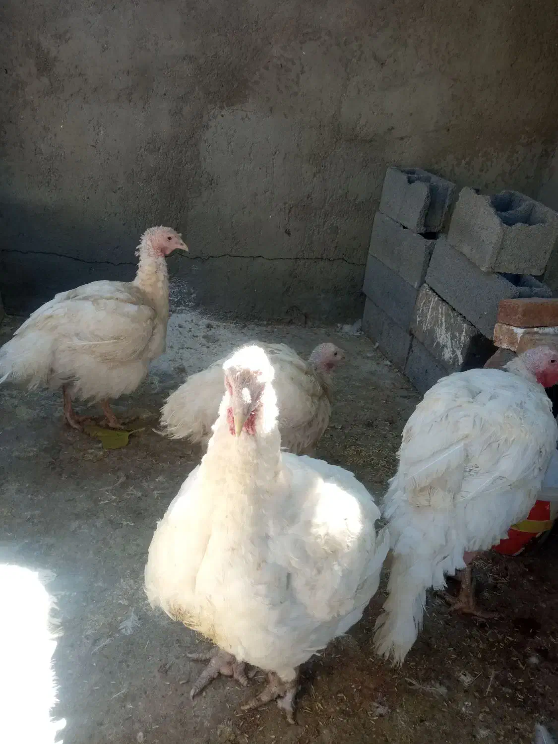 بوقلمون پرورشی|حیوانات مزرعه|بیستون, |دیوار