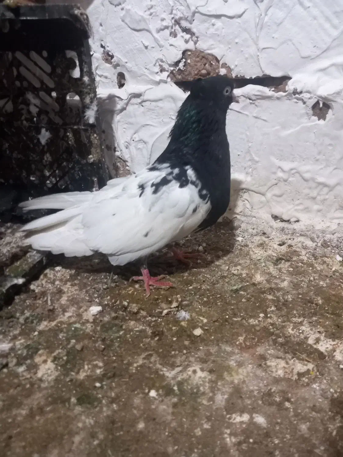 ماده|پرنده|گتوند, |دیوار