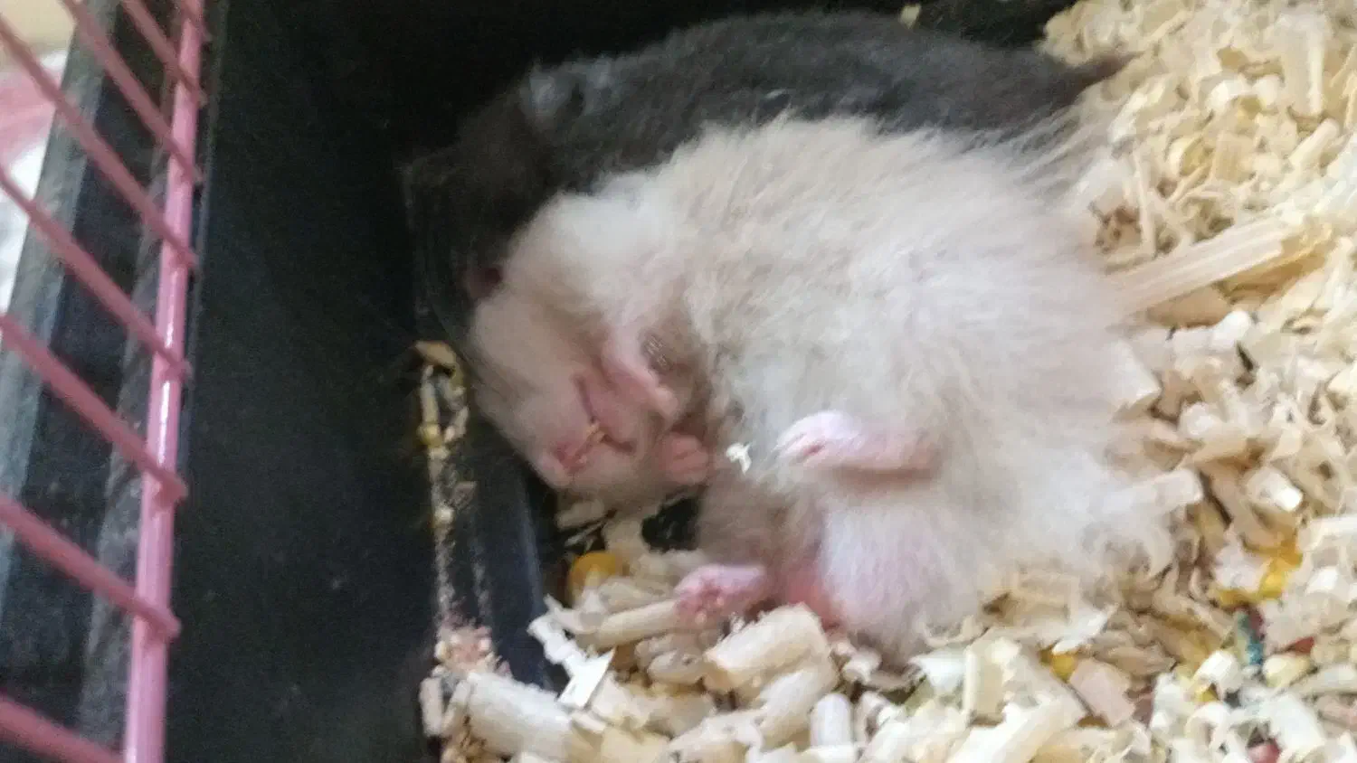 همستر|موش و خرگوش|بندرعباس, |دیوار