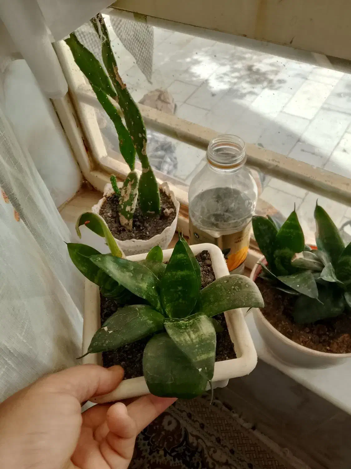 گل های طبیعی کاکتوس|گل و گیاه طبیعی|نیشابور, مازول|دیوار