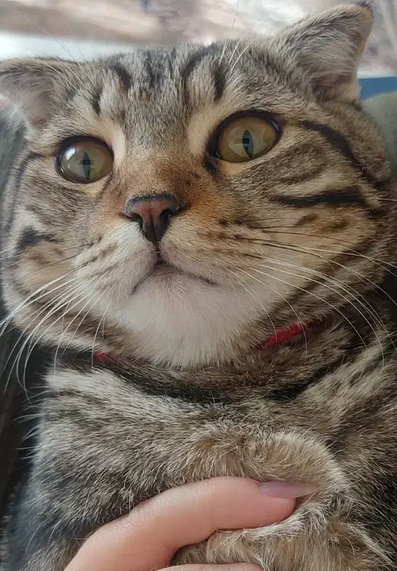 گربه نژاد دار|گربه|گلبهار, شهر جدید گلبهار|دیوار