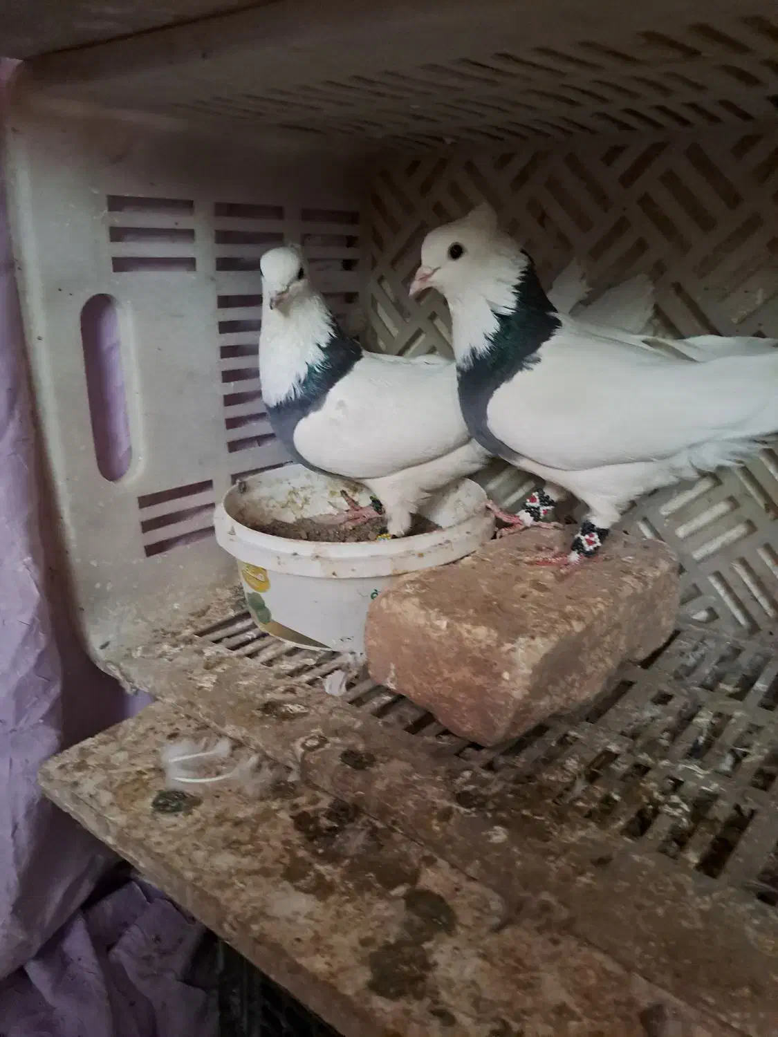 پرشی|پرنده|محلات, |دیوار