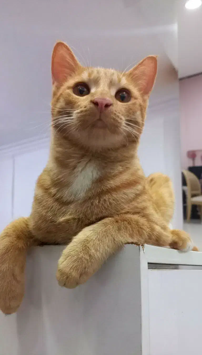 گربه گمشده|گربه|مشهد, ایثار|دیوار