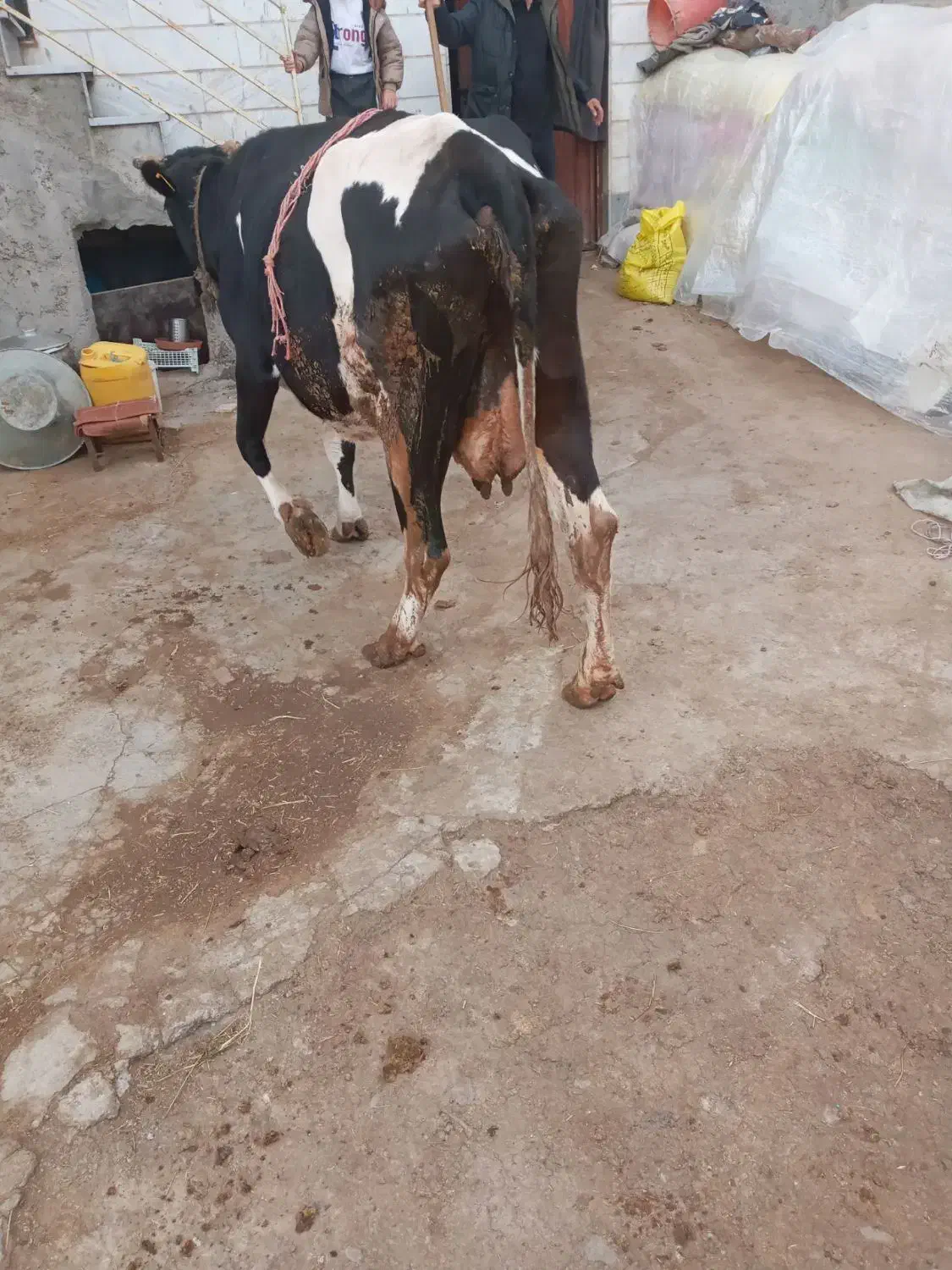 گاو شیری با گوساله ماده سیمینتال|حیوانات مزرعه|مشگین شهر, |دیوار