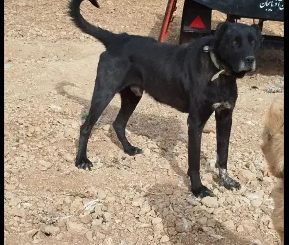 واگذاری سگ سرابی نر|سگ|بجنورد, |دیوار