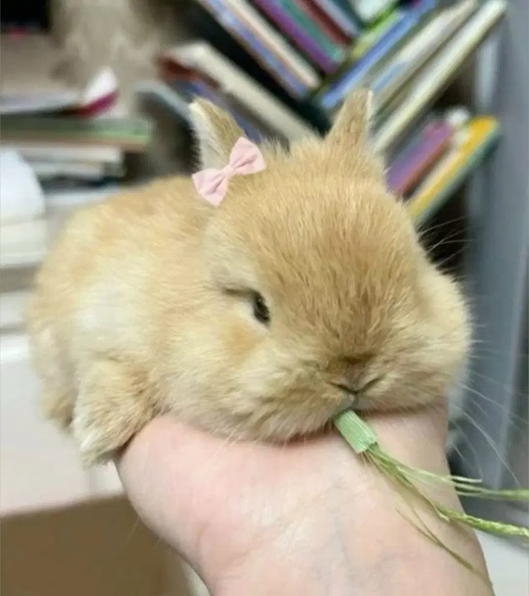 دنیایی خرگوش لوپ/مینیلوپ/مینیاتوری.کارتبهداشت.|موش و خرگوش|اصفهان, بوستان ناژوان|دیوار