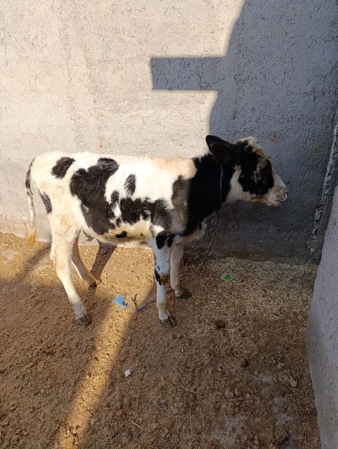 گوساله نر|حیوانات مزرعه|ارشق, |دیوار