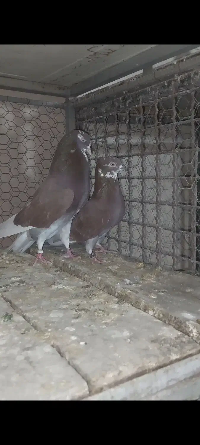 کبوتر پرشی ،پلاکی|پرنده|مبارکه, |دیوار