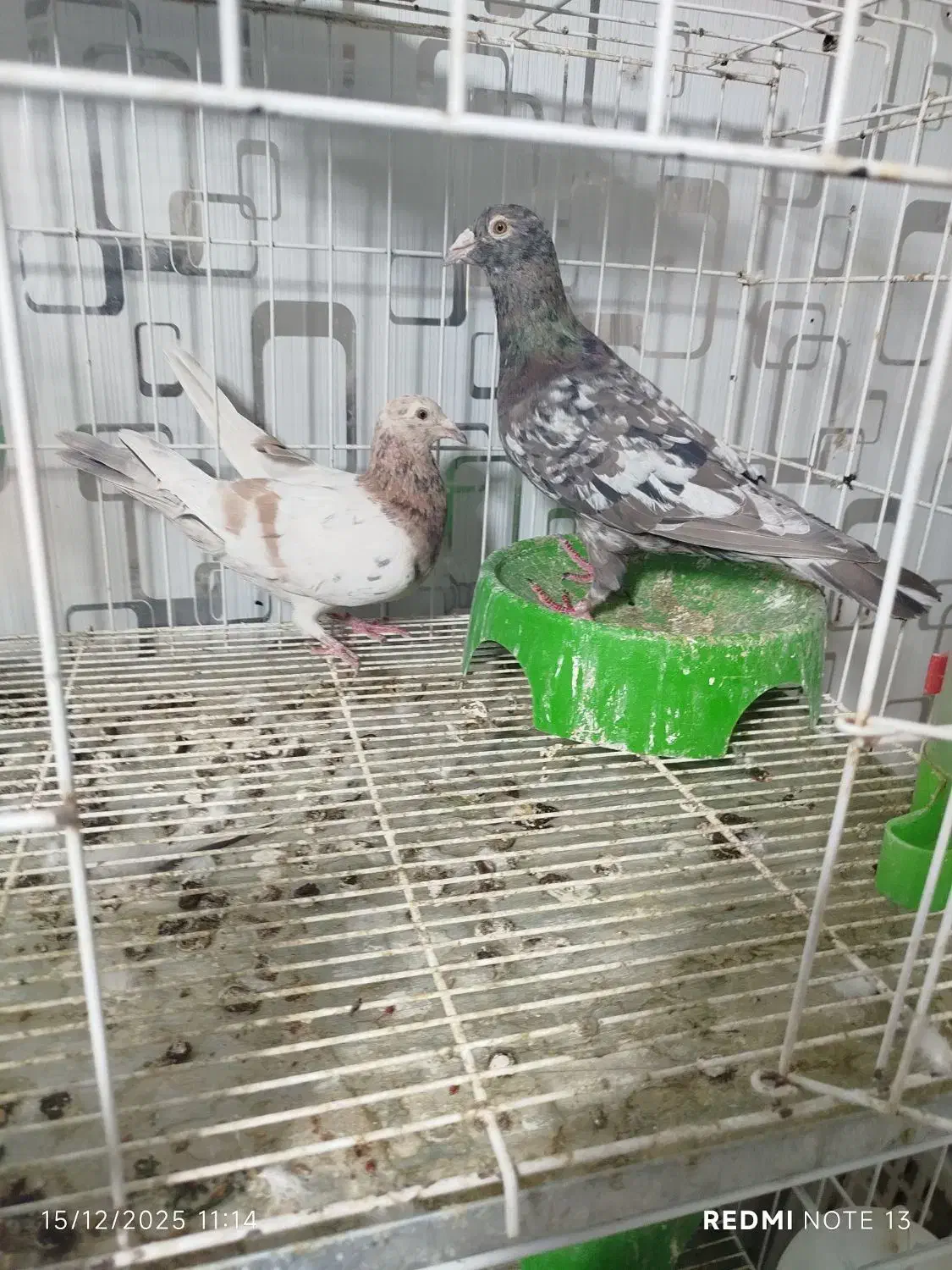 خرید ،فروش انواع نژاد کبوتر|پرنده|دوگنبدان, |دیوار