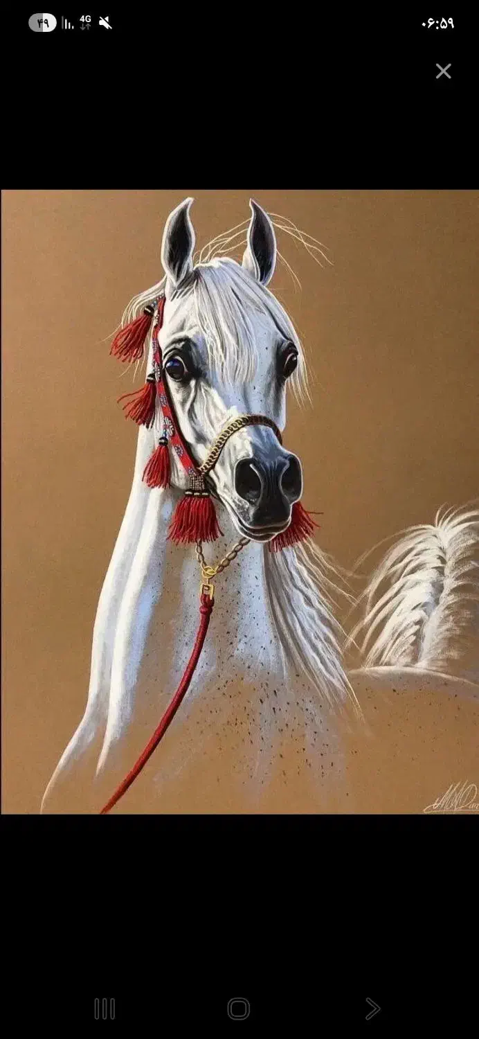 نریان دوسر کورسی|اسب و تجهیزات اسبسواری|یزد, |دیوار