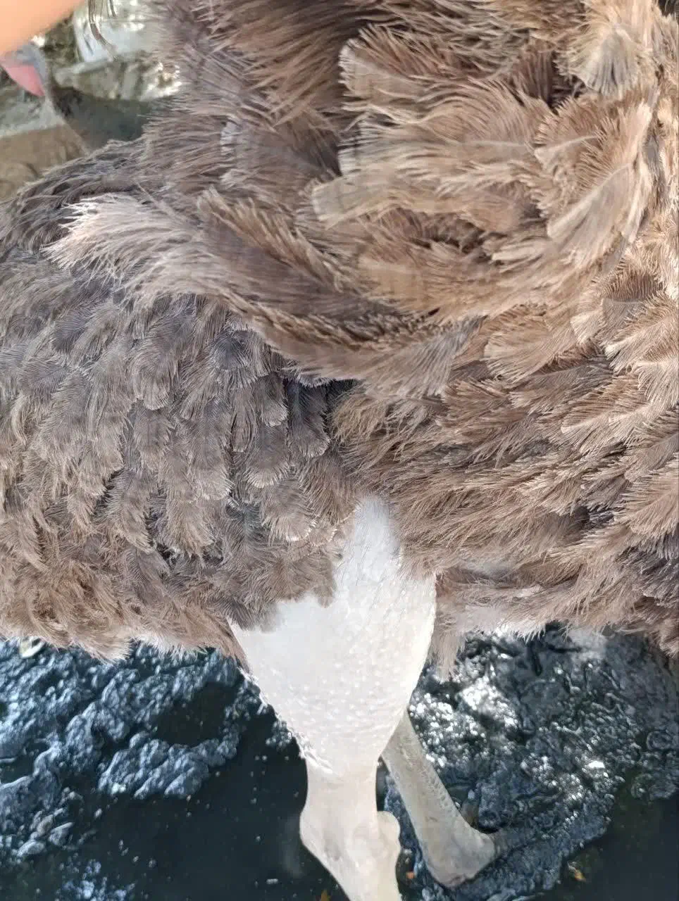 شترمرغ|حیوانات مزرعه|ایرانشهر, |دیوار