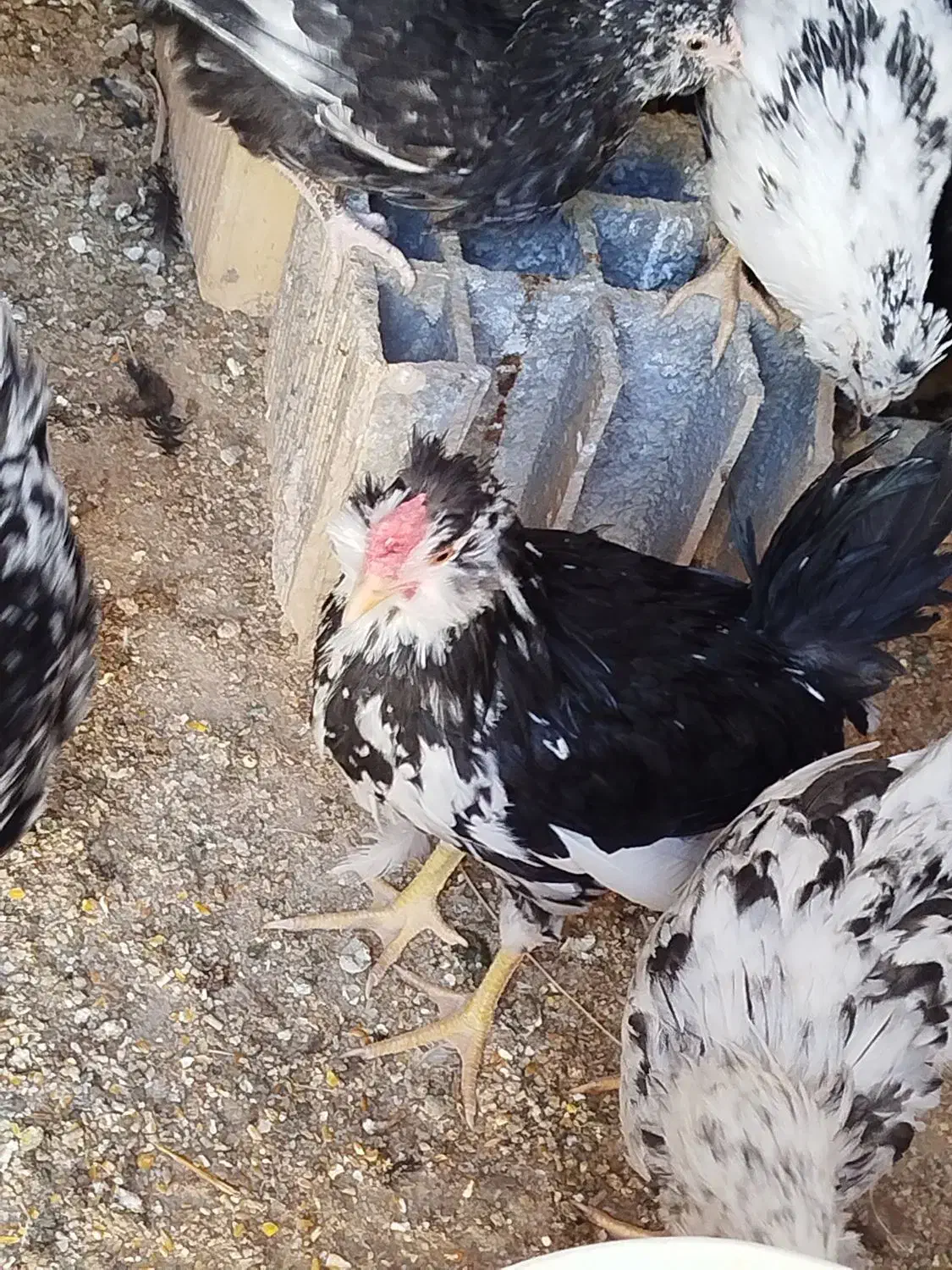 خروس گلین|حیوانات مزرعه|یزد, |دیوار