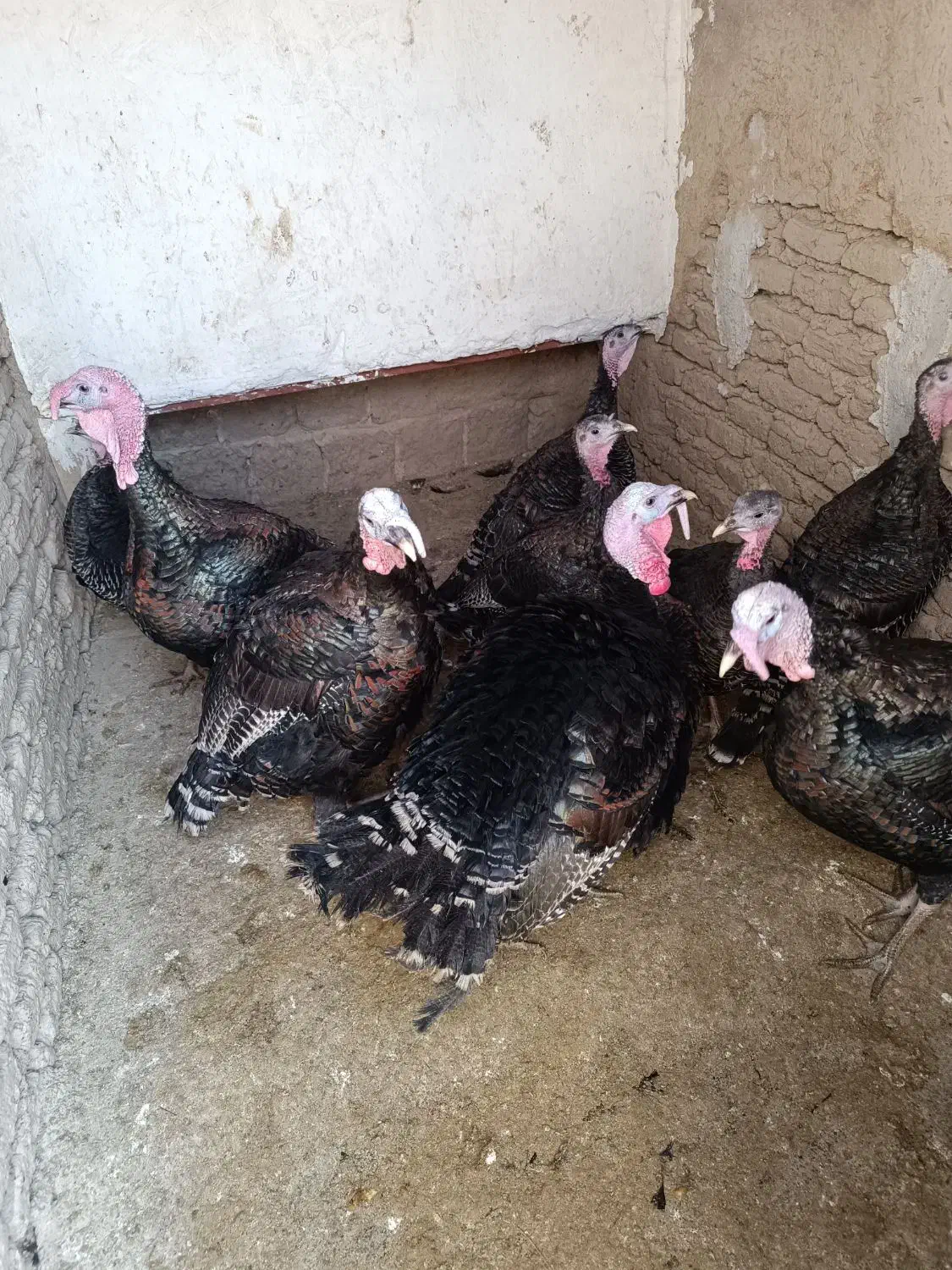 بوقلمون|حیوانات مزرعه|پیشوا, |دیوار