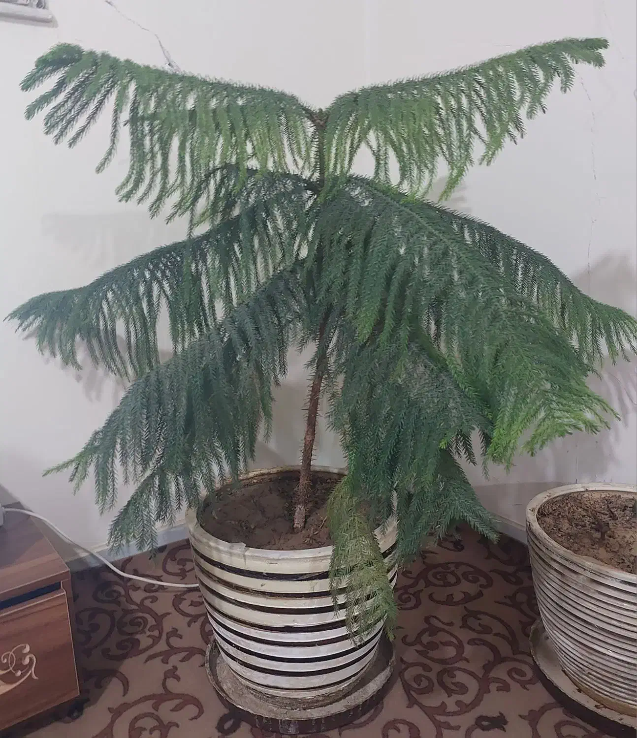 گلدان وگل طبیعی|گل و گیاه طبیعی|شیراز, نصر|دیوار