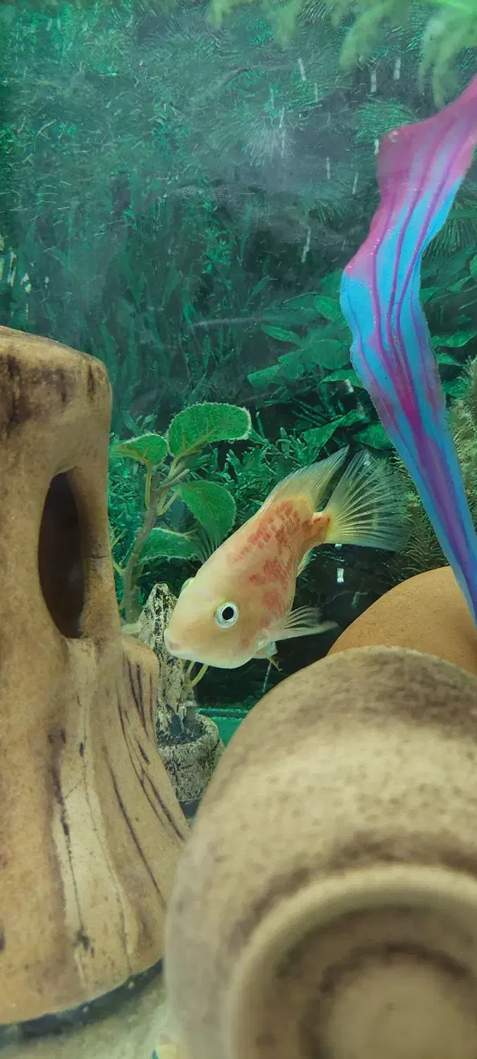 آکواریوم|ماهی|سوسنگرد, |دیوار