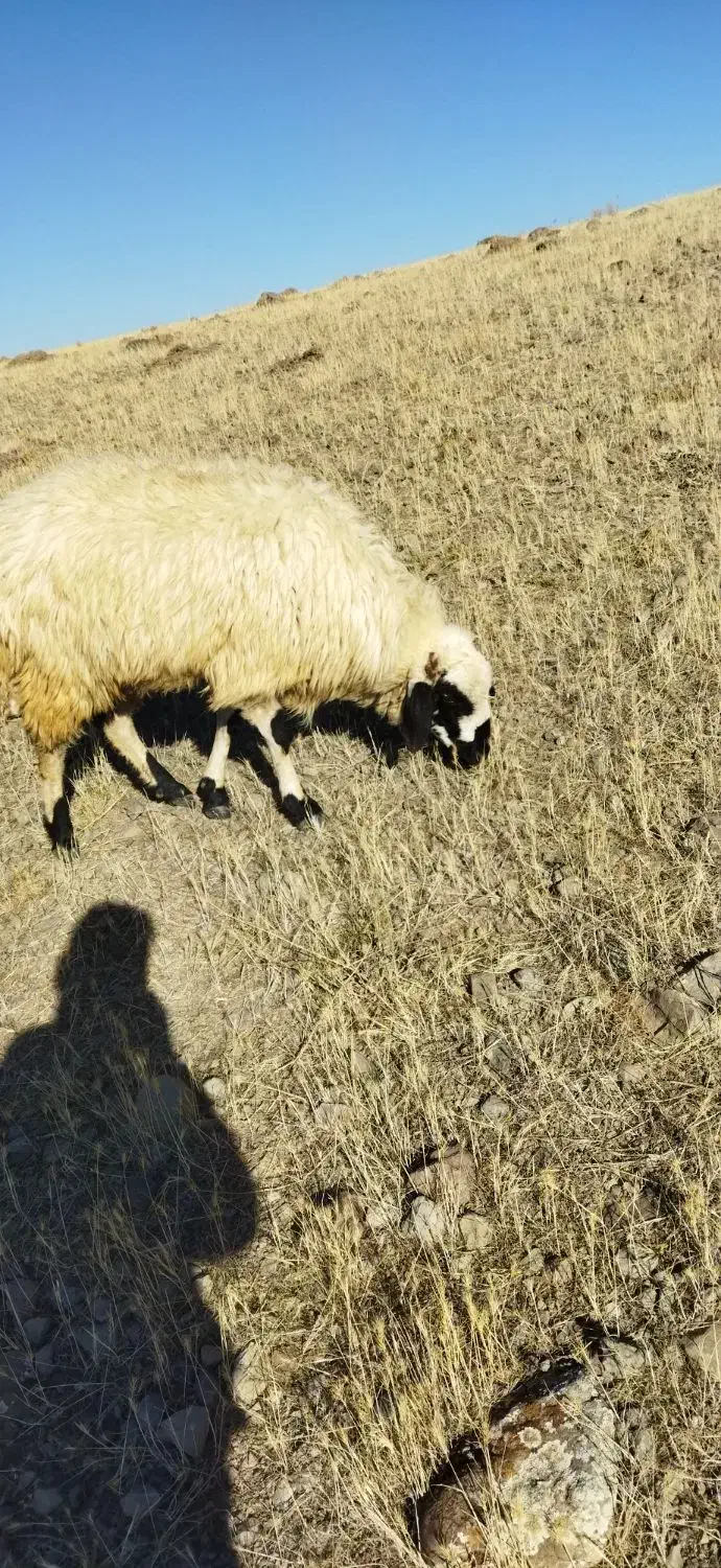 توغلی دامازدیغ|حیوانات مزرعه|ارشق, |دیوار