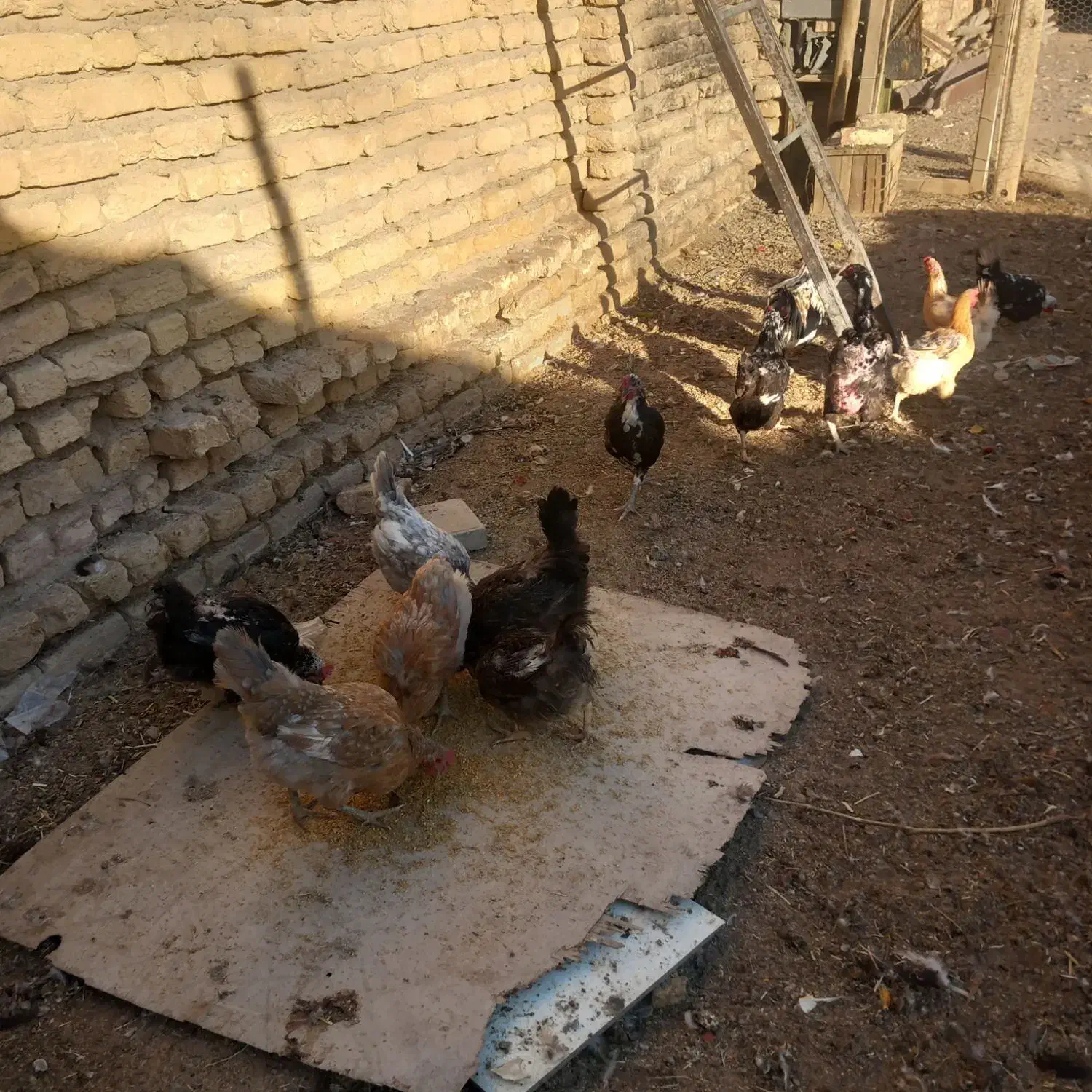 مرغ بومی تخم گذار|حیوانات مزرعه|شهرضا, |دیوار