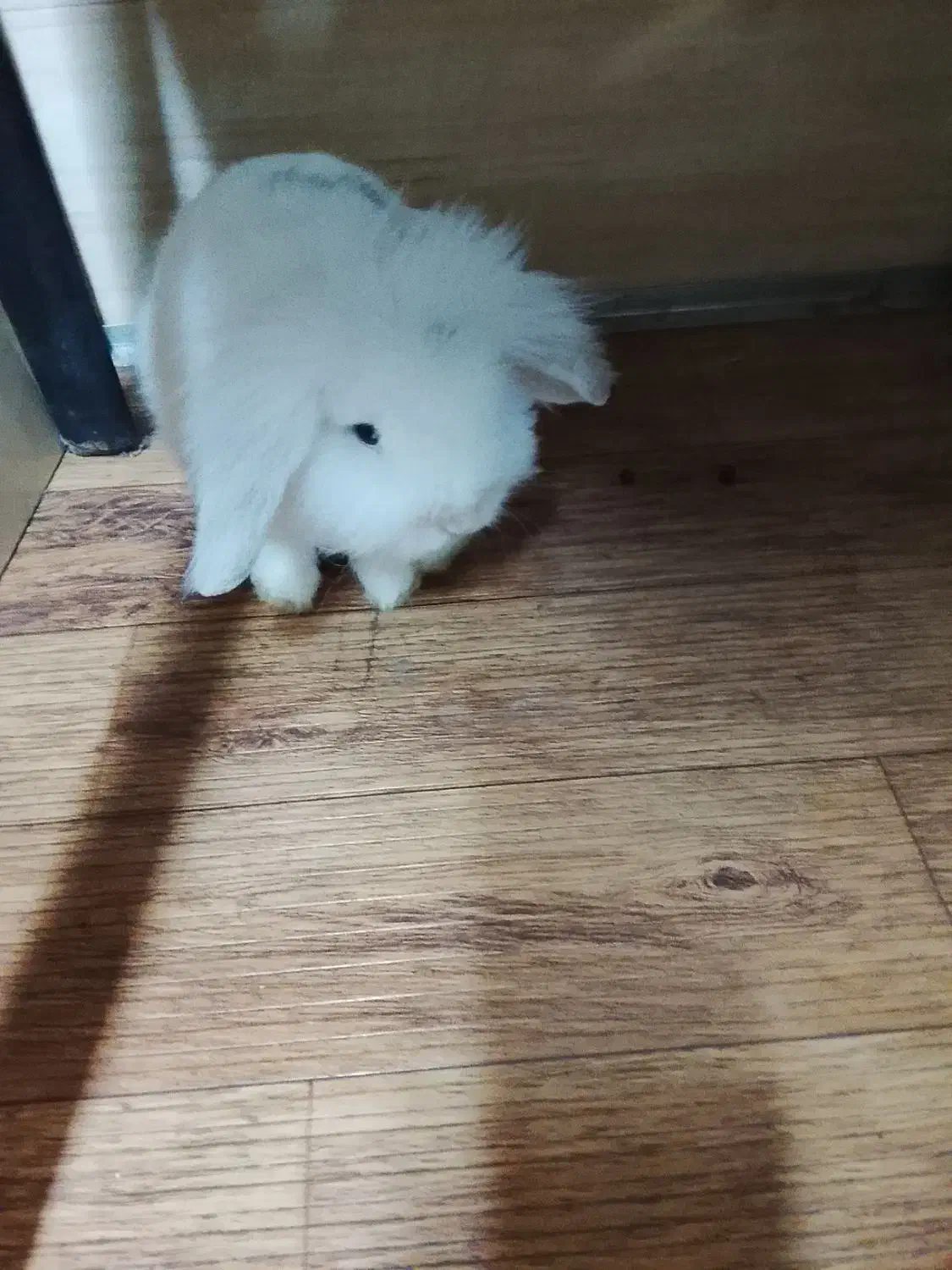 خرگوش لوپ|موش و خرگوش|فردیس, شهرک صنعتی سیمین دشت|دیوار