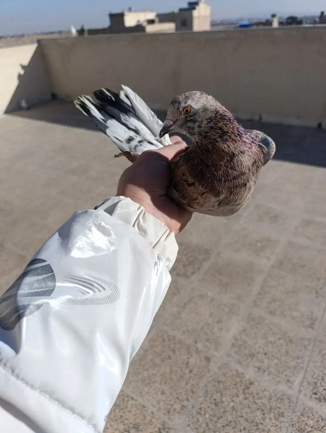 سرور قرمزی|حیوانات|نسیم‌شهر, |دیوار