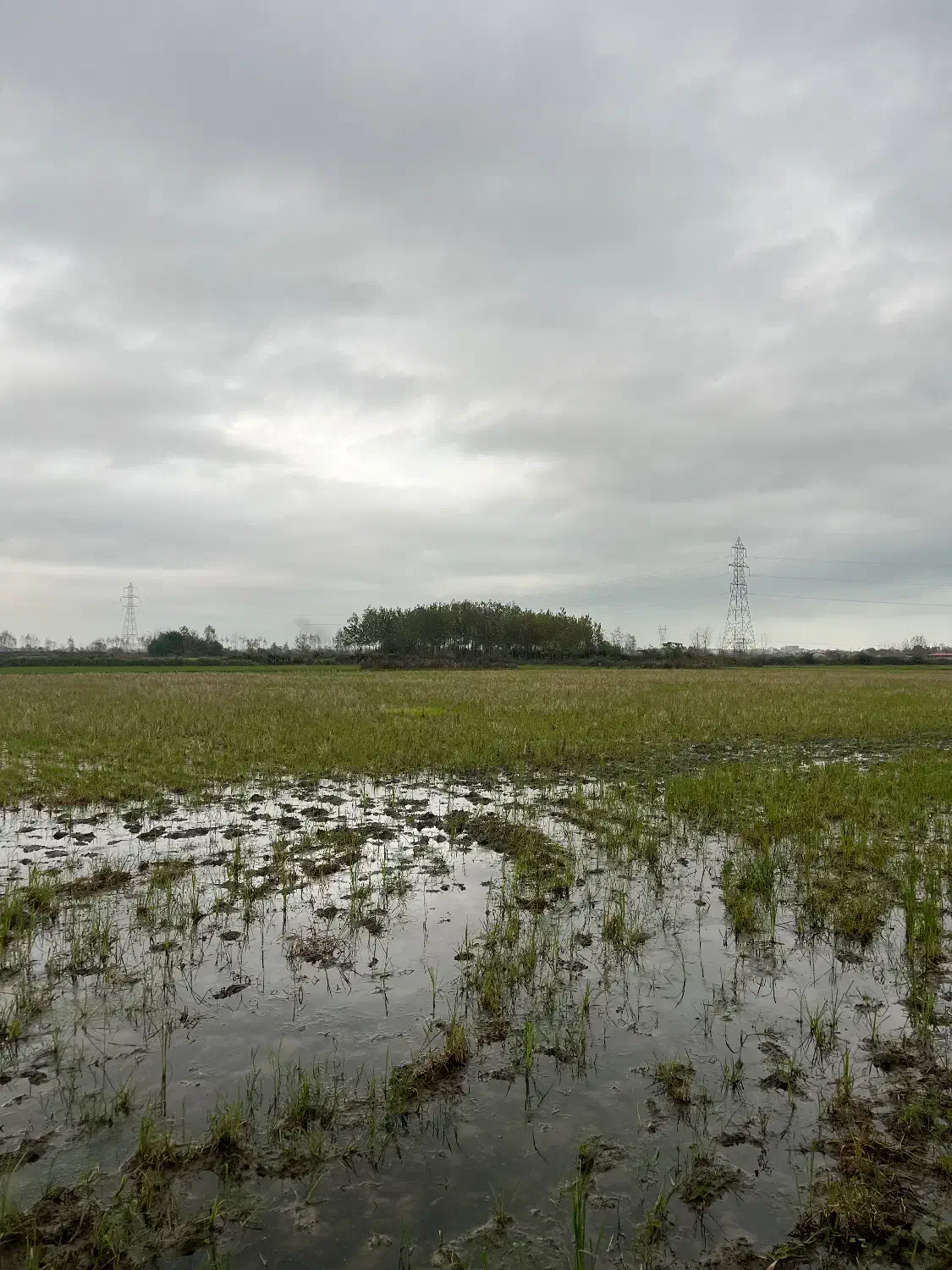 شالیزاری که بوی پول می‌دهد نه برنج|فروش زمین و ملک کلنگی|آستارا, |دیوار