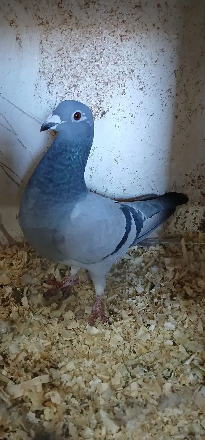 ۳ عدد کبوتر|پرنده|اردبیل, |دیوار