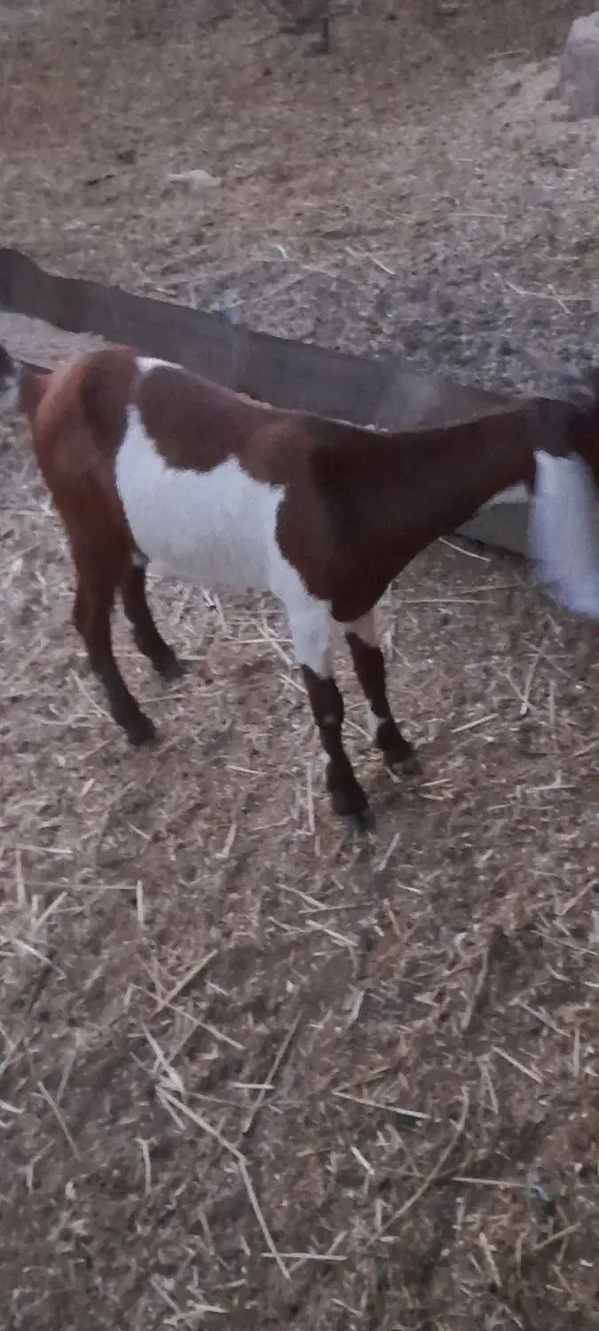 دوتا بز|حیوانات مزرعه|حمیدیه, |دیوار