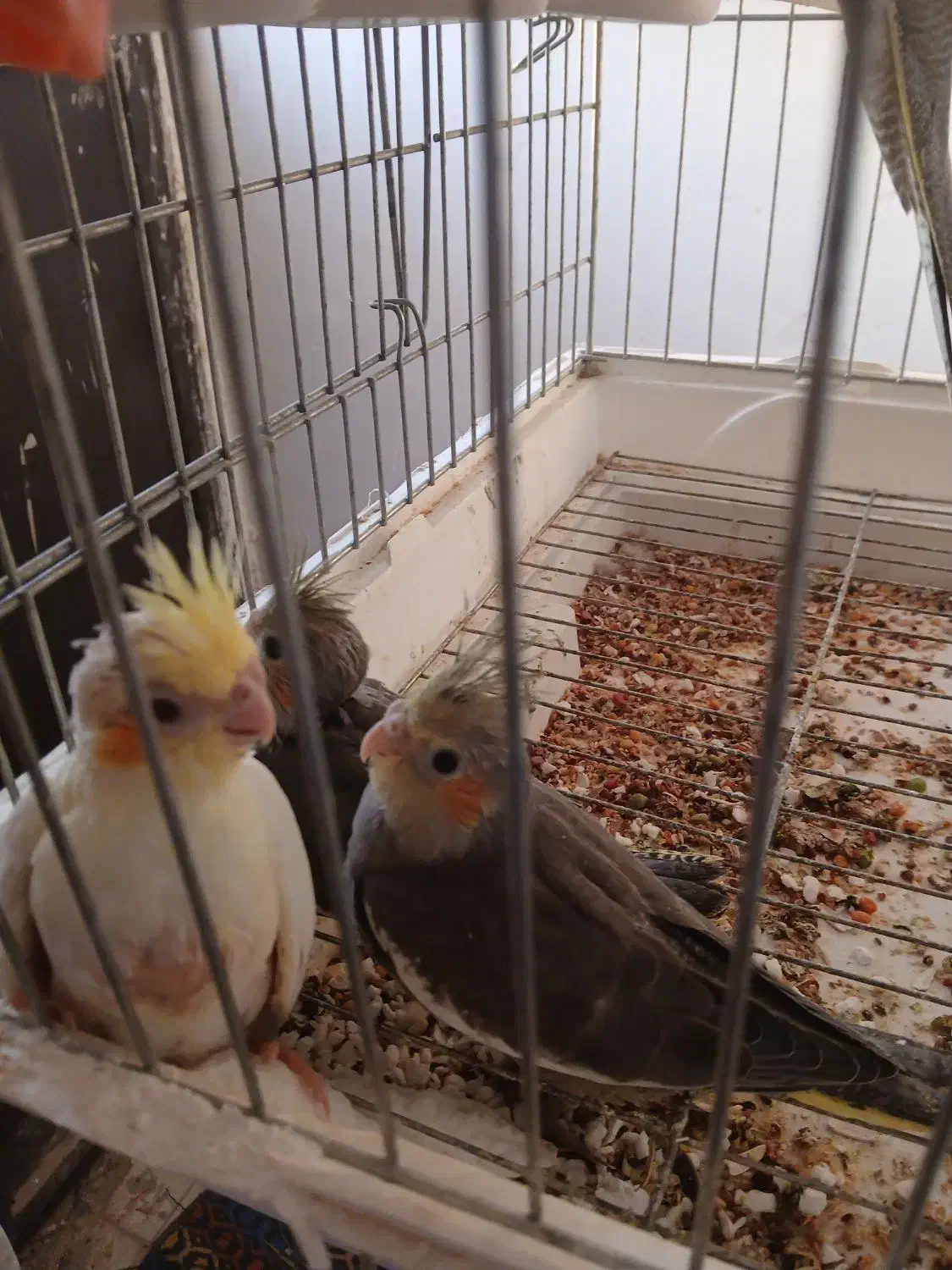 عروس هلندی|پرنده|بندر ماهشهر, |دیوار