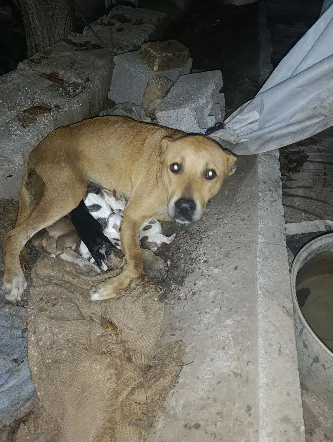 ۶ عدد توله پیت بول تریر برای واگذاری|سگ|توتکابن, |دیوار