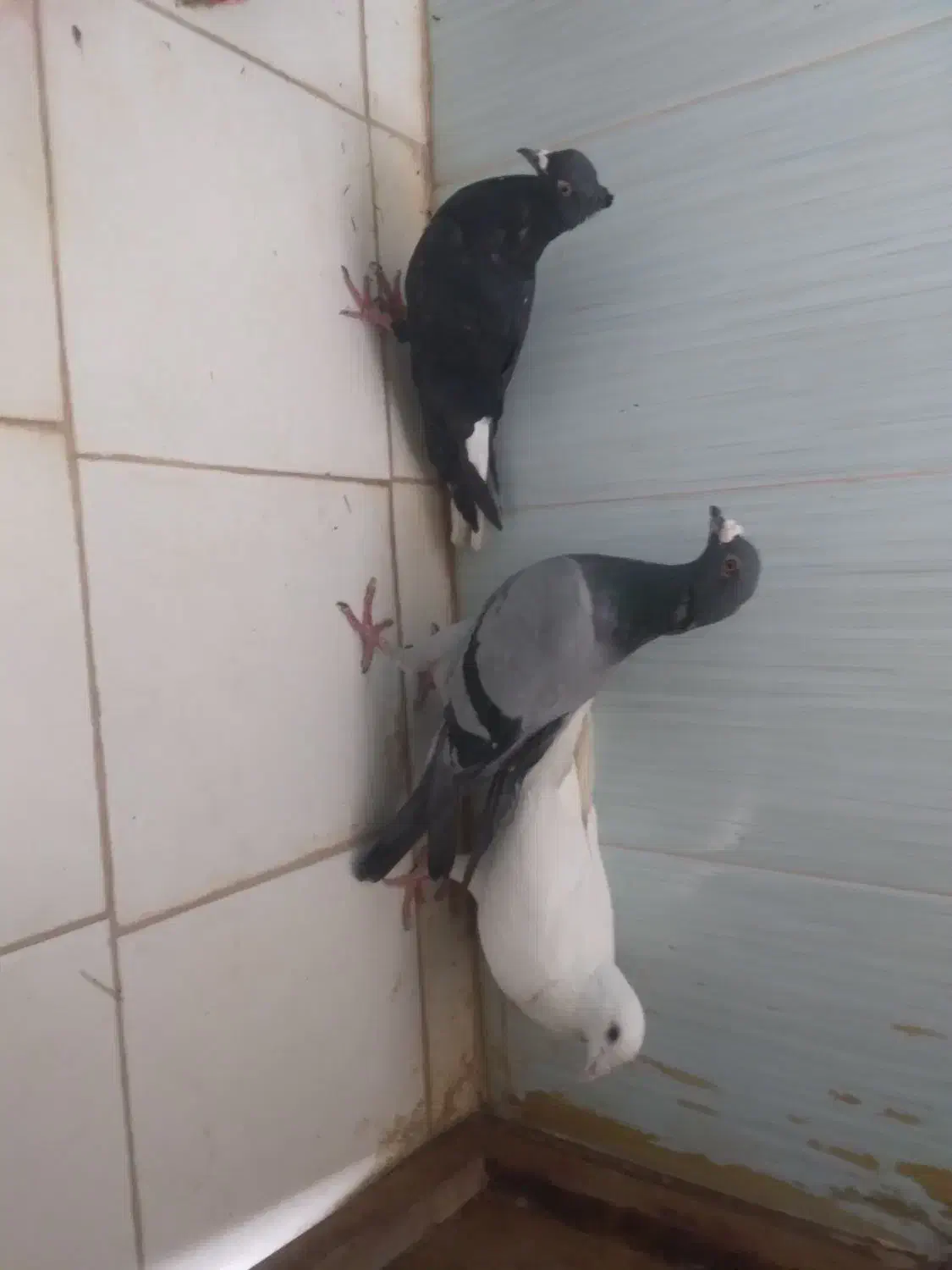 2تالمانی یک دومسفید|پرنده|شیروان (خراسان), |دیوار