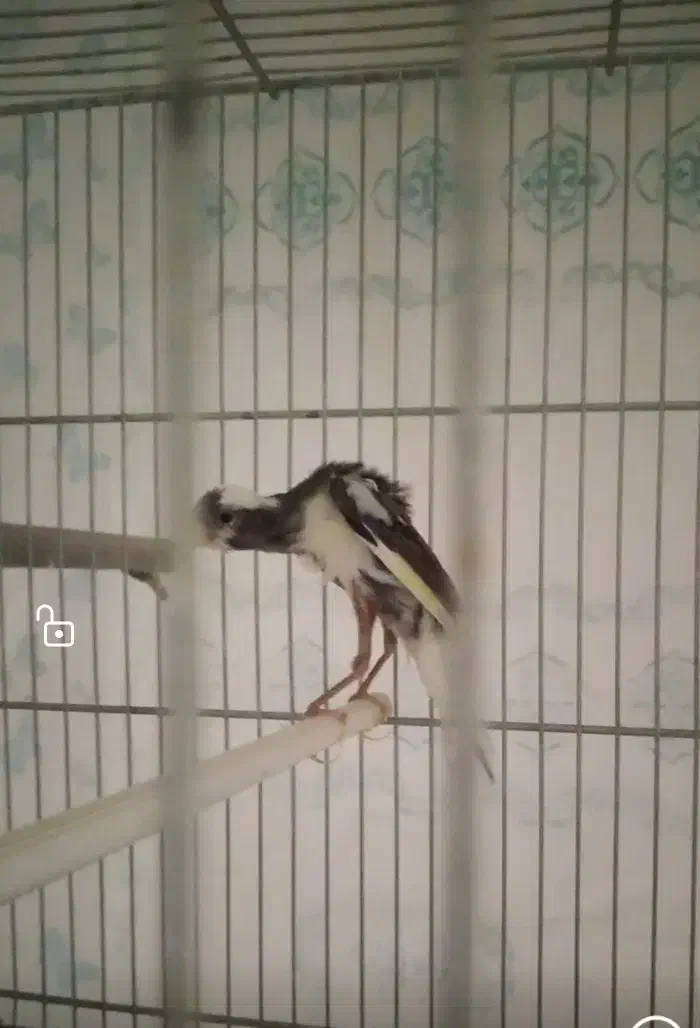 قناری نر|پرنده|شهرضا, |دیوار